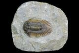 Scabriscutellum Trilobite - Morocco #105353-1